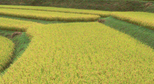 水稻種植溯源建設方案 水稻種植管理溯源係統建設方案