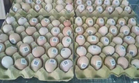 雞蛋二維碼質量可追溯性係統價格多少？
