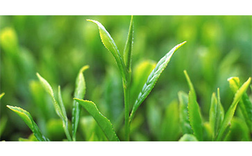 茶葉質量追溯管理係統可以實現哪些功能？具有哪些優點？