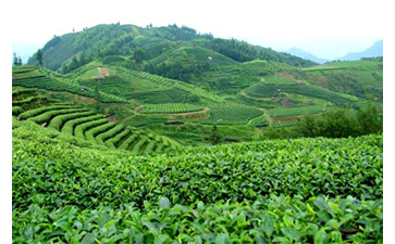 茶葉質量追溯管理係統可以實現哪些功能？具有哪些優點？