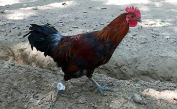 雞腳環二維碼91视频导航下载溯源係統的解決方案